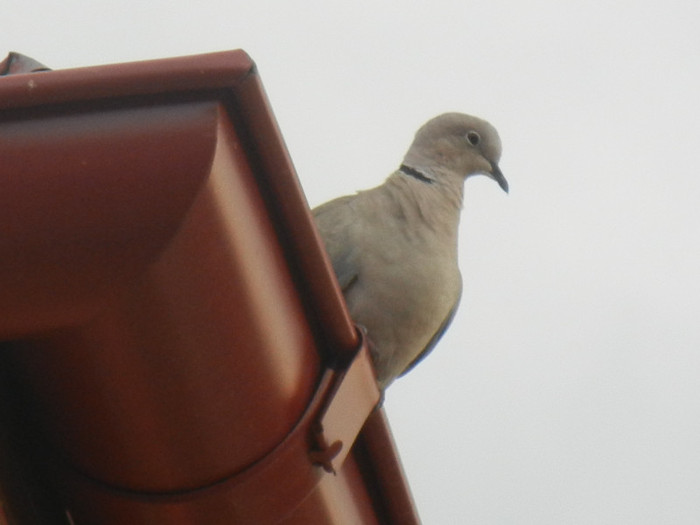 Streptopelia decaocto (2012, July 26) - Collared Dove_Gugustiuc