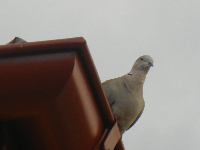 Collared Dove (2012, July 26)
