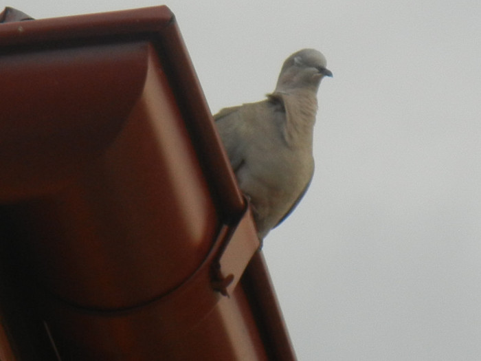 Collared Dove (2012, July 26)