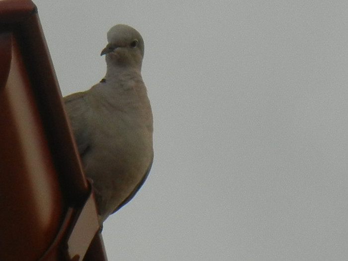 Collared Dove (2012, July 26) - Collared Dove_Gugustiuc