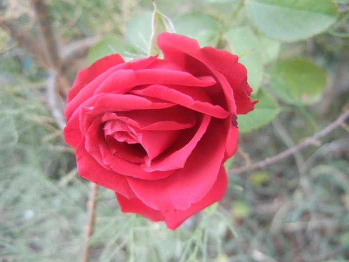 Rose Dame de Coeur (2012, July 28)