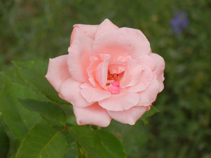Rose Queen Elisabeth (2012, July 28)