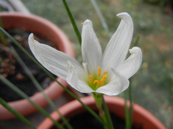 White Rain Lily (2012, July 26) - White Rain Lily
