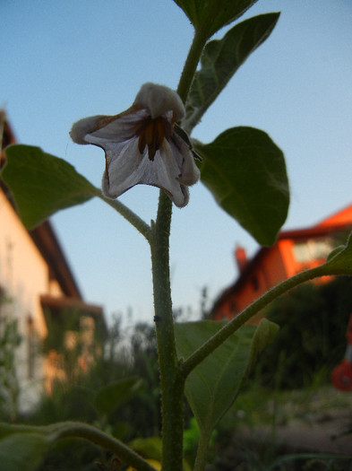 Eggplant Flower (2012, July 14) - Eggplants_Vinete