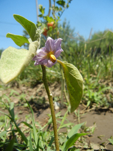 Eggplant Flower (2012, July 19)