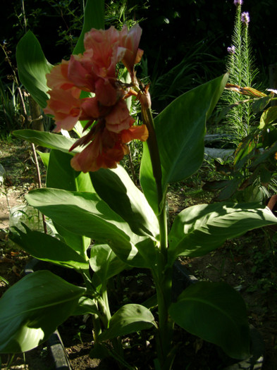 orange - canna 2012