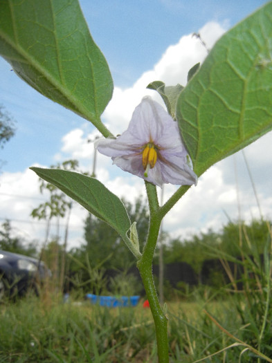 Eggplant Flower (2012, July 28) - Eggplants_Vinete