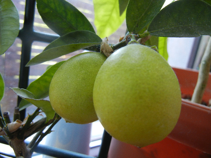 Citrus x limon_Lamai (2012, June 19)