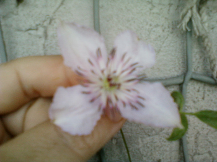 clematis roz-dr ruppel