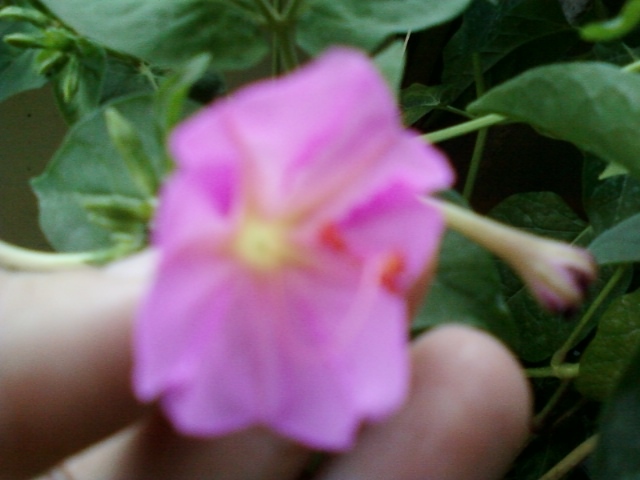 30 iulie 2012-flori 042 - mirabilis jalapa