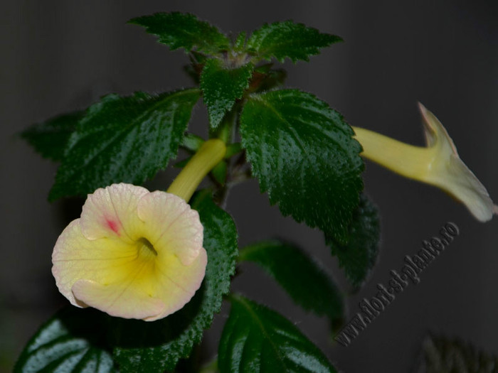 Achimenes Strawberry Lemon - ACHIMENES II