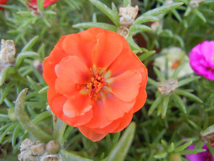 Portulaca grandiflora (2012, July 31) - PORTULACA Grandiflora