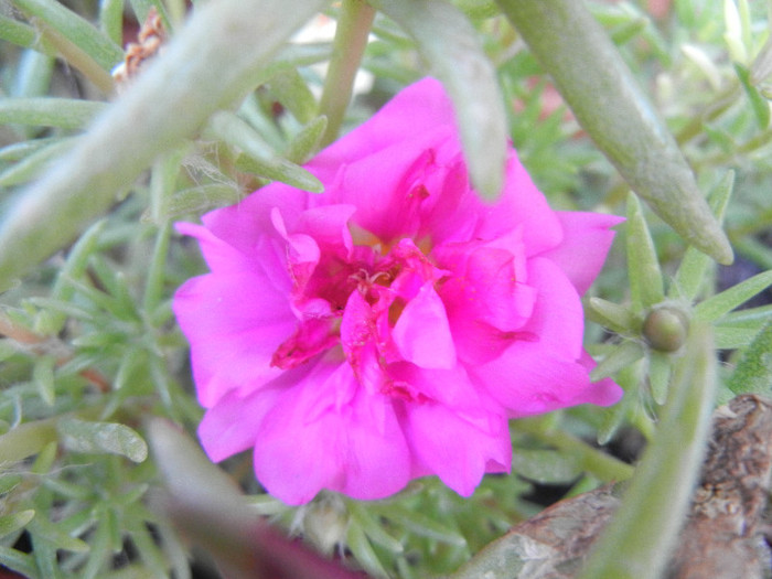 Portulaca grandiflora (2012, July 31) - PORTULACA Grandiflora