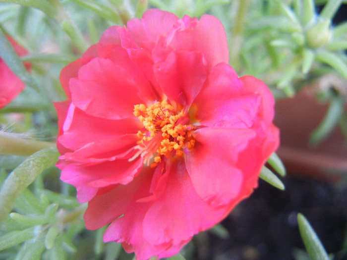 Portulaca grandiflora (2012, July 31) - PORTULACA Grandiflora