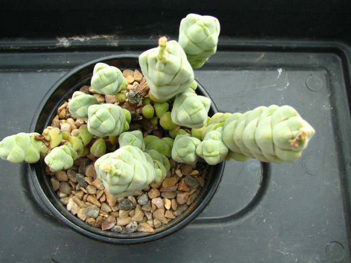 Crassula ata