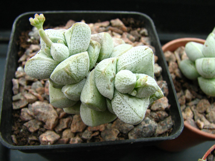 Crassula deceptrix