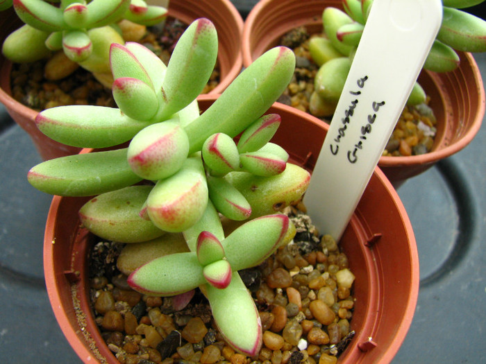 Crassula grisea