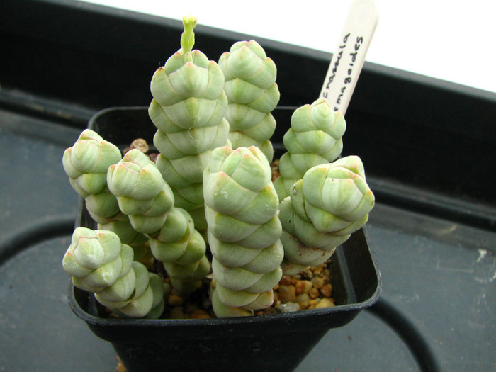 Crassula plemagoides