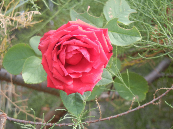 Rose Dame de Coeur (2012, August 02)
