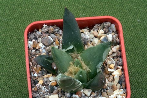 trigonus x hintonii