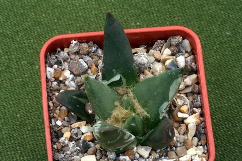 trigonus x hintonii