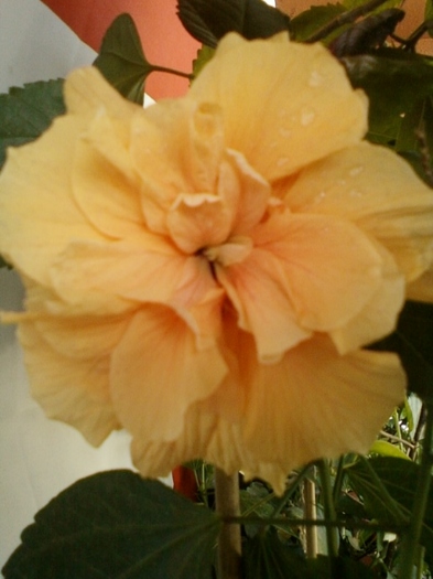 3 august 2012-flori 007 - hibiscus