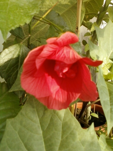 hibi rosu simplu - hibiscus