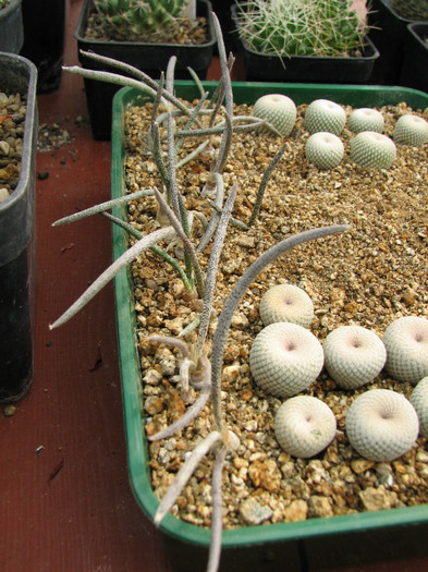 Astrophytum caput-medusae
