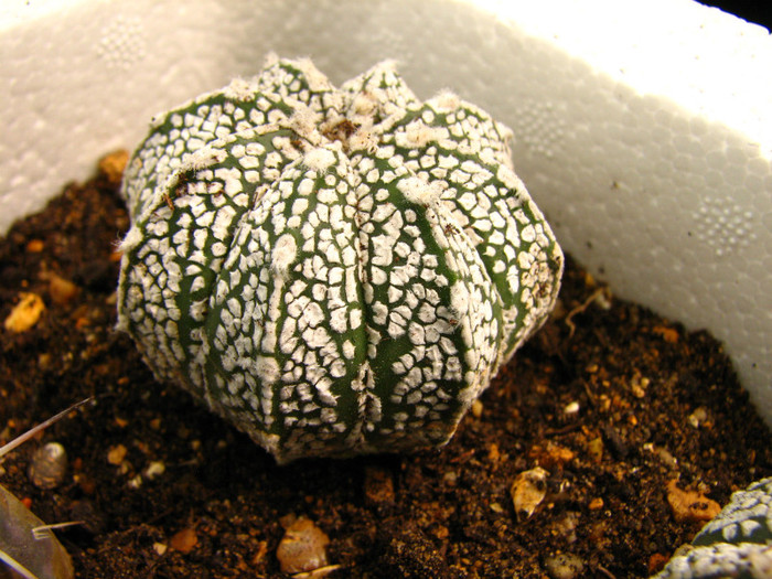 Astrophytum asterias x coahuilense x superkabuto - Cactusi - raritati