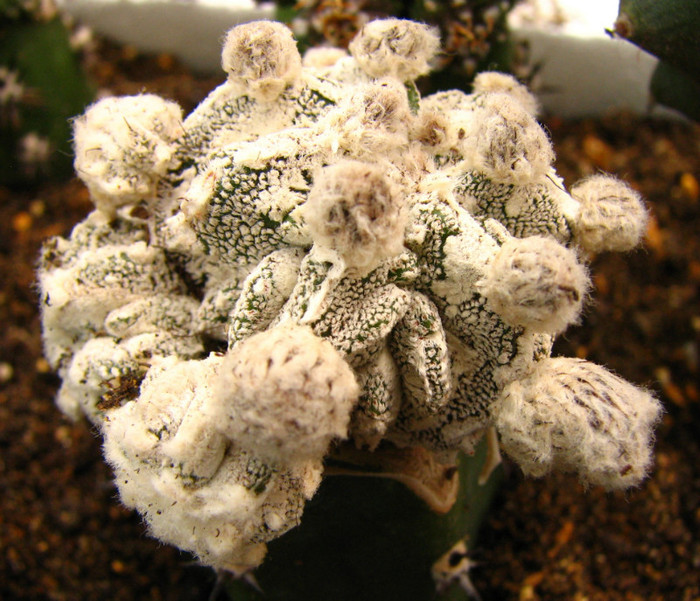 Astrophytum myriostigma Hajuko - Cactusi - raritati