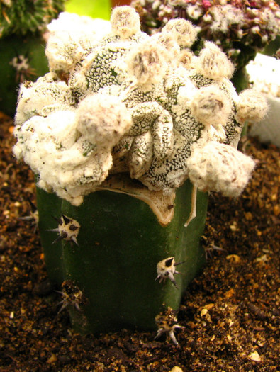 Astrophytum myriostigma Hajuko - Cactusi - raritati