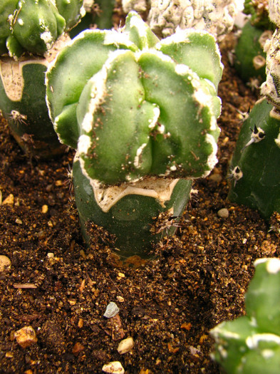 Astrophytum myriostigma nudum fukuro