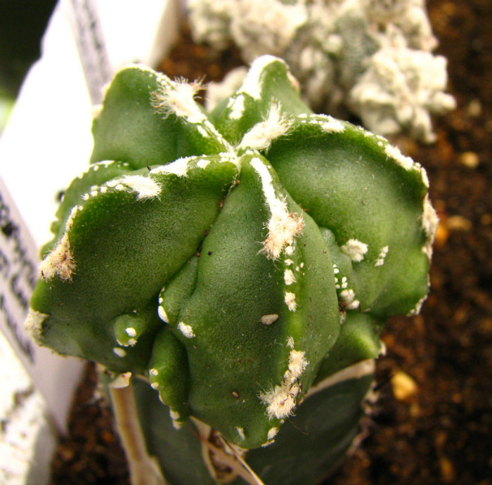 Astrophytum myriostigma nudum fukuro - Cactusi - raritati