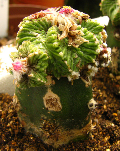 Aztekium ritteri