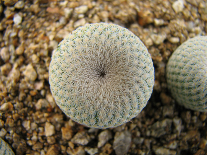 Epithelantha bokei SB416