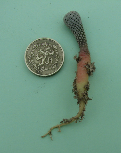 Pelecephora aselliformis