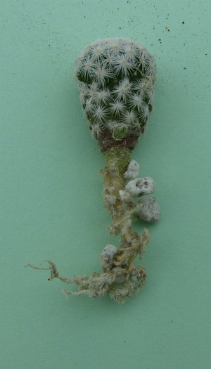 Mammillaria herrerae