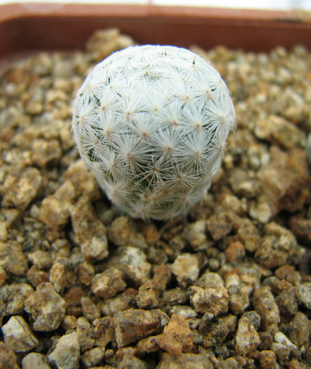 Mammillaria herrerae