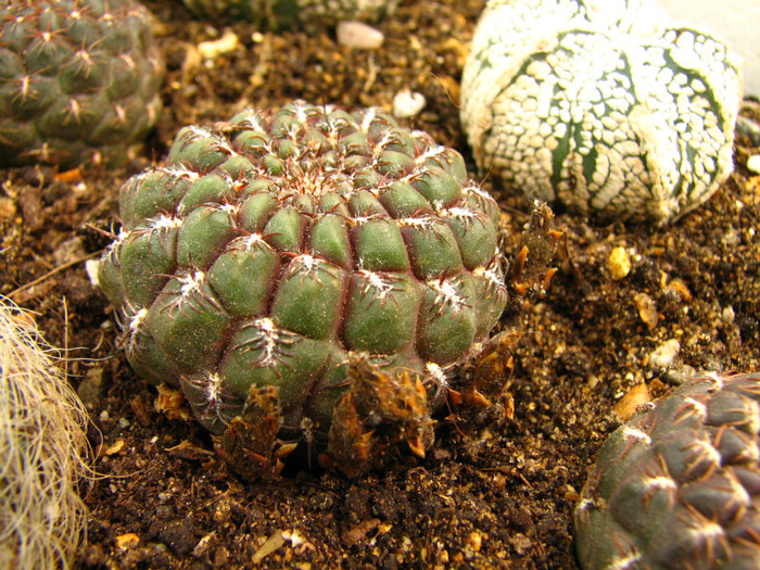 Sulcorebutia horaceki