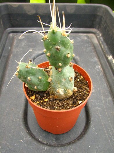 Tephrocactus andicolus