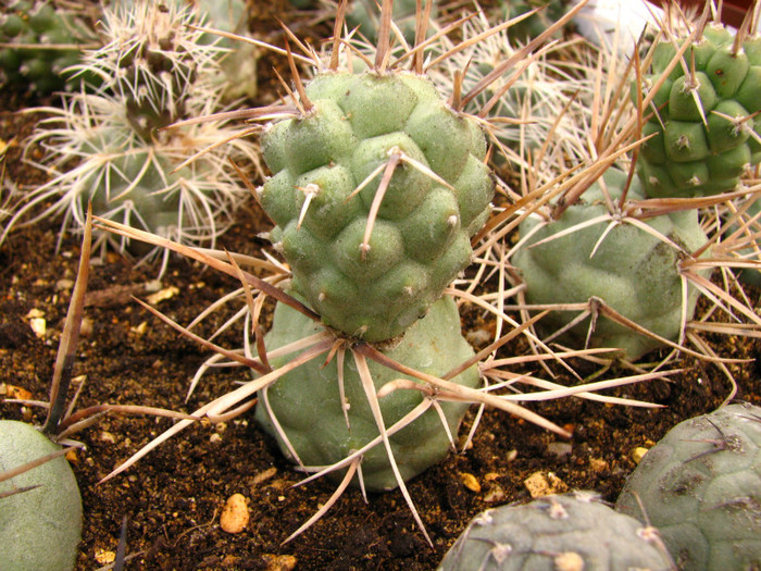 Tephrocactus aoracanthus