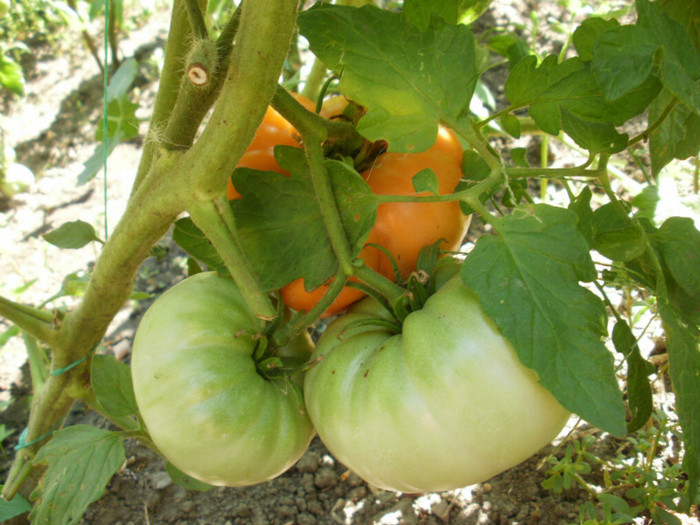 P7294679 - Gradina de legume 2012