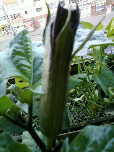 4 august 2012-flori 039 - brugmansia si datura