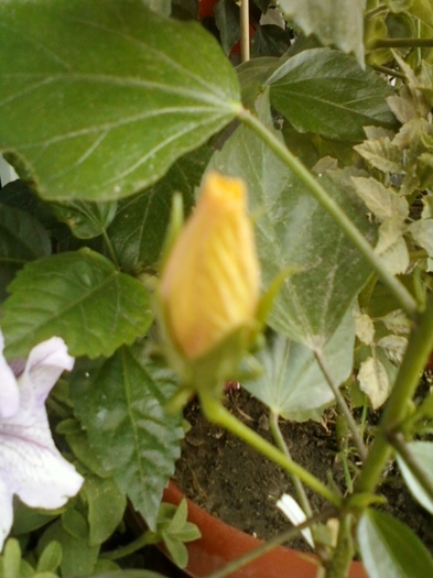 4 august 2012-flori 005 - hibiscus