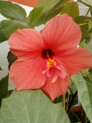 4 august 2012-flori 011 - hibiscus