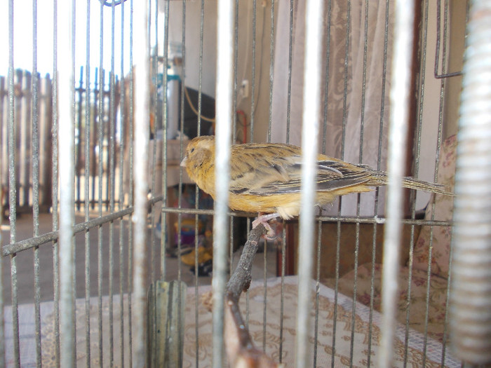 Picture 216 - CANARI