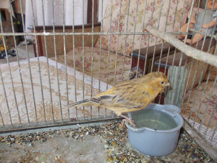 Picture 220 - CANARI