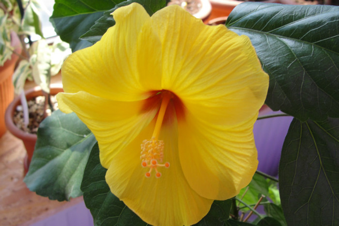 hibiscus Kim - B-hibiscus-2012 3