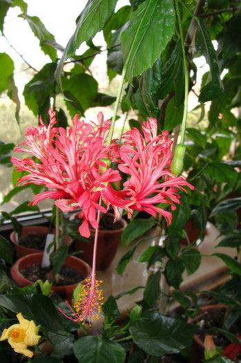 Hibiscus Schizopetalus - B-hibiscus-2012 3