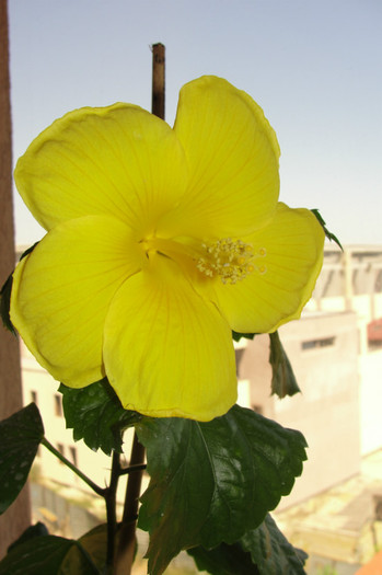 Hibiscus Senegal - B-hibiscus-2012 3